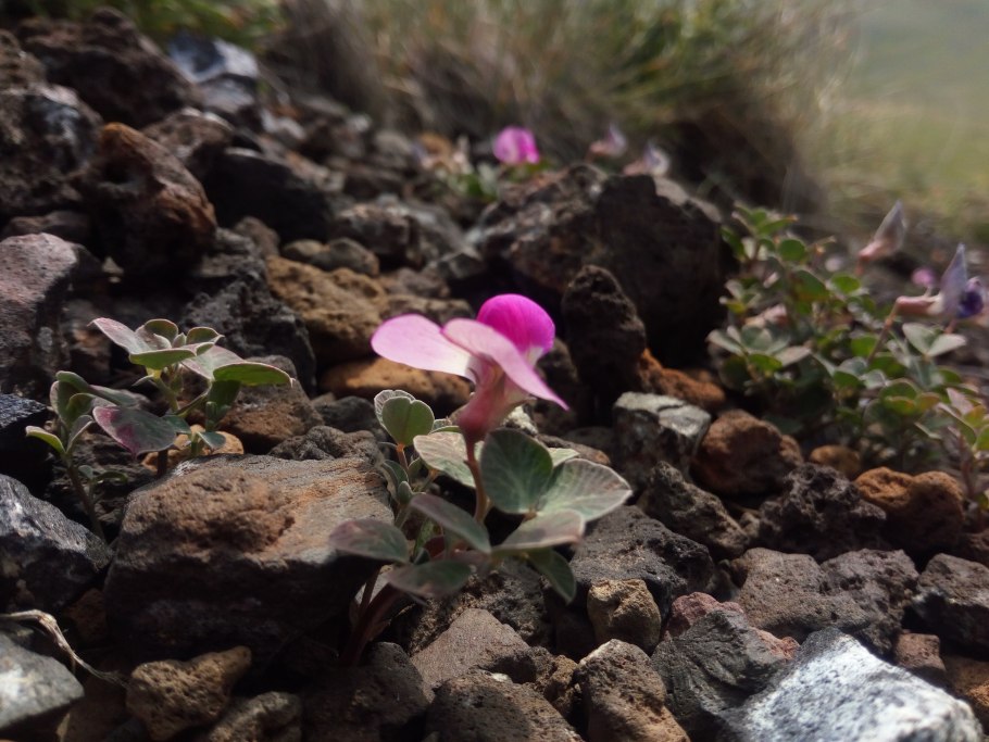 Вавиловия Формоза