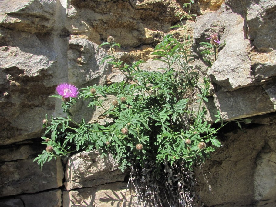 Вавиловия Дагестан