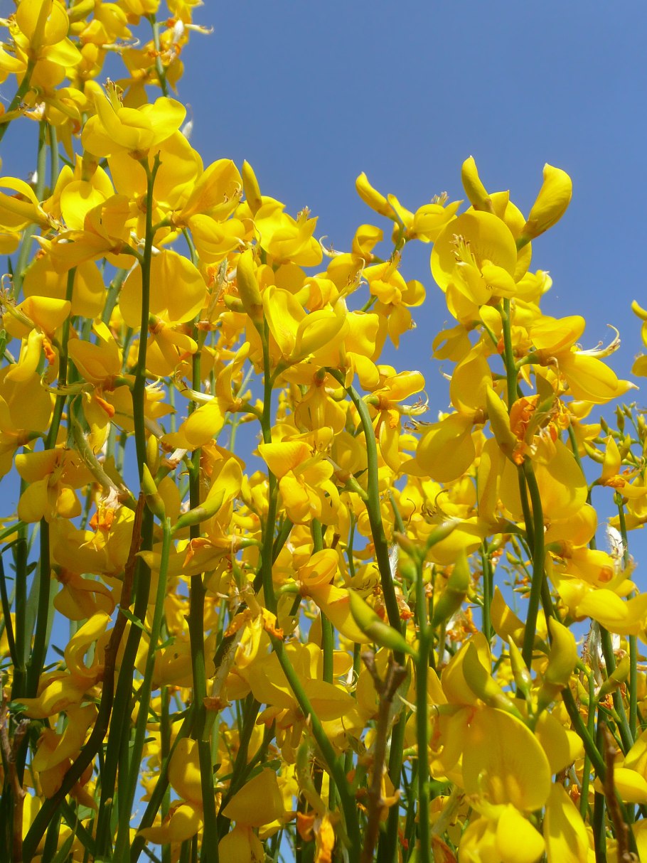 Цветение рододендрона