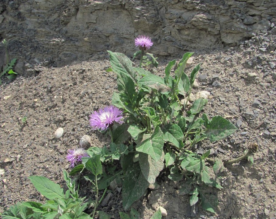 Растение Дагестана советующие 1 раз в три года