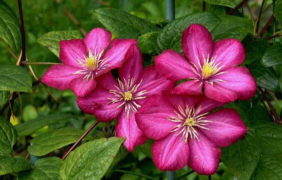 Гребницкий Командорские острова