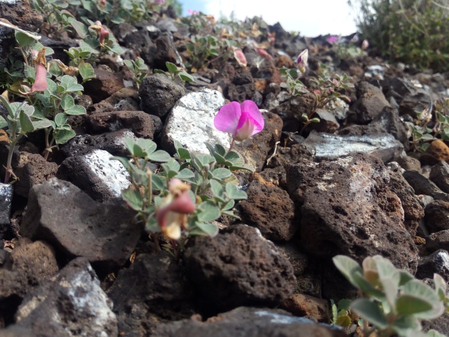 Вавиловия растение