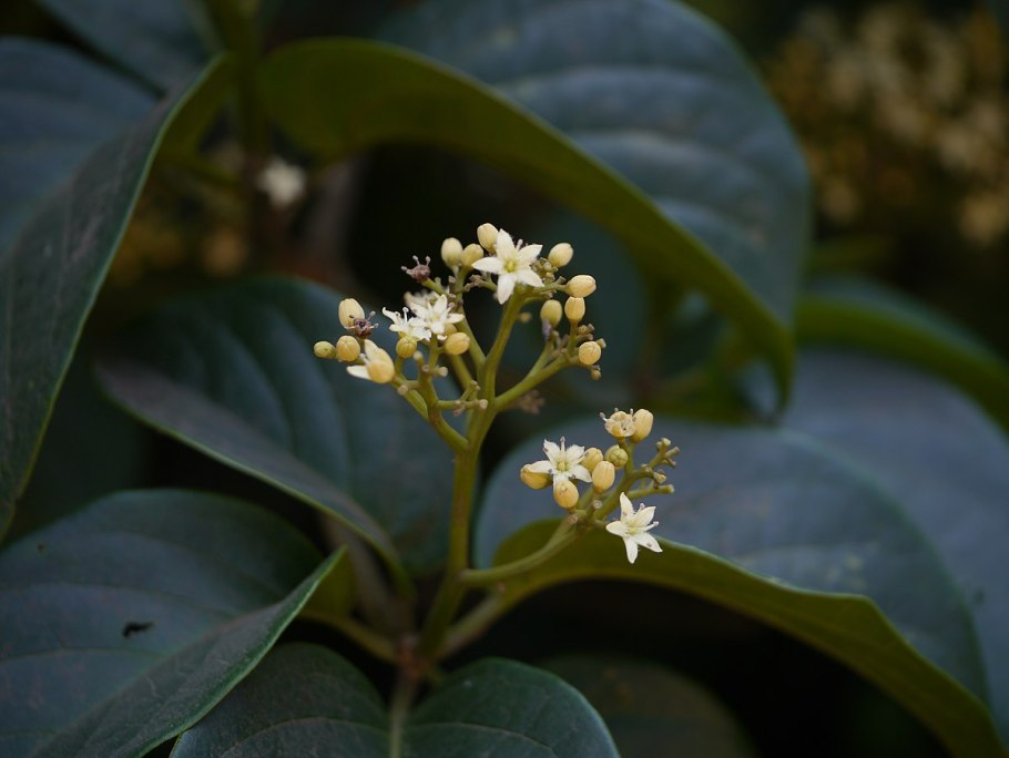 Irvingbaileya(Icacinaceae)
