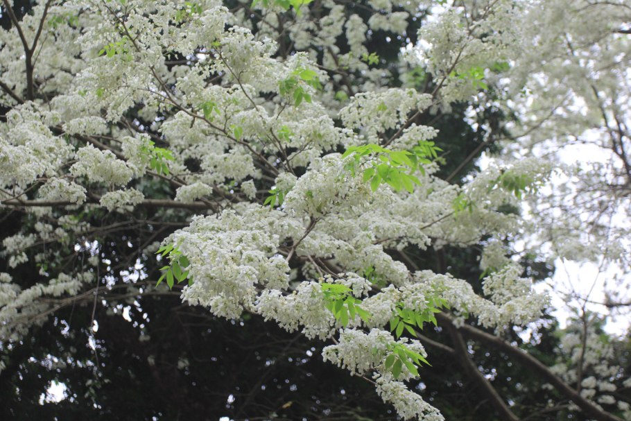 Бонни Роттен школьница