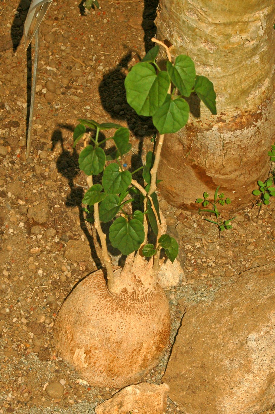 Бабочка пинцет-хелмон (носатый хелмон)