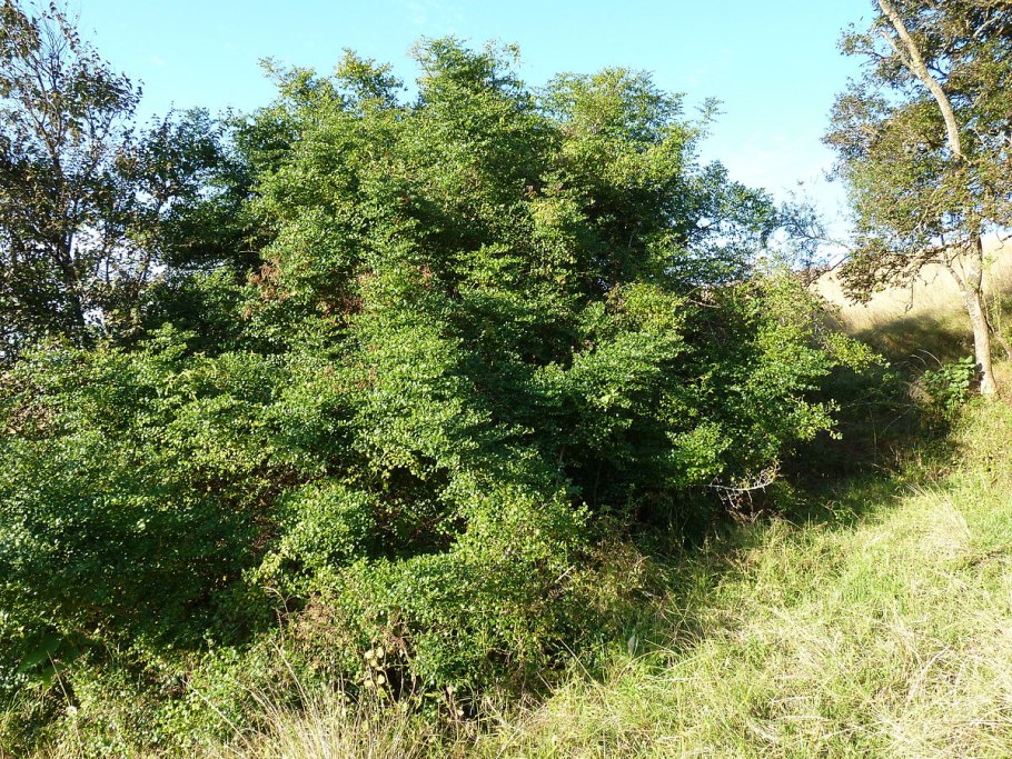 Acacia leucophloea
