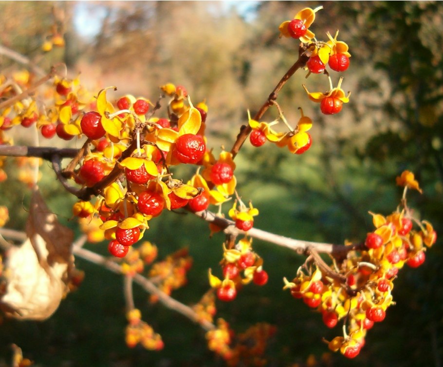Светло зеленый цвет