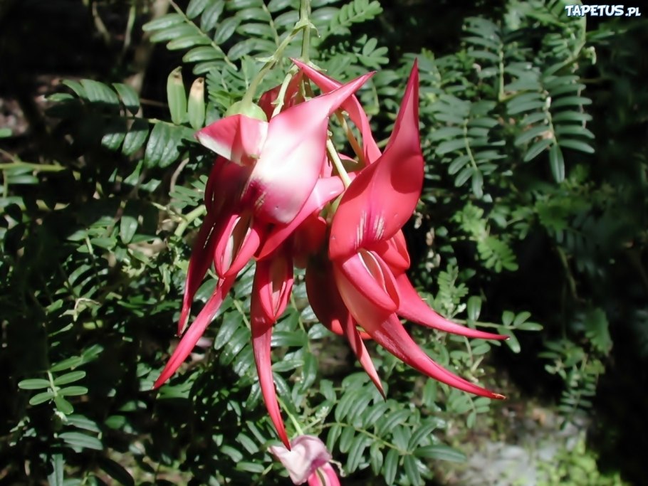 Афцелия Африканская