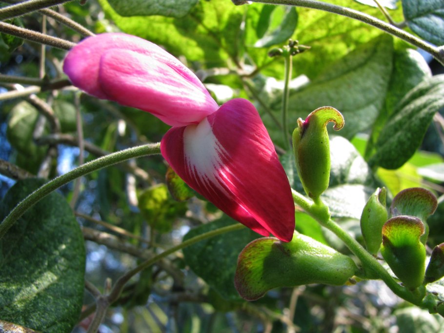 Цветок канавалия