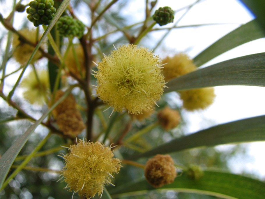 Цинометра растение