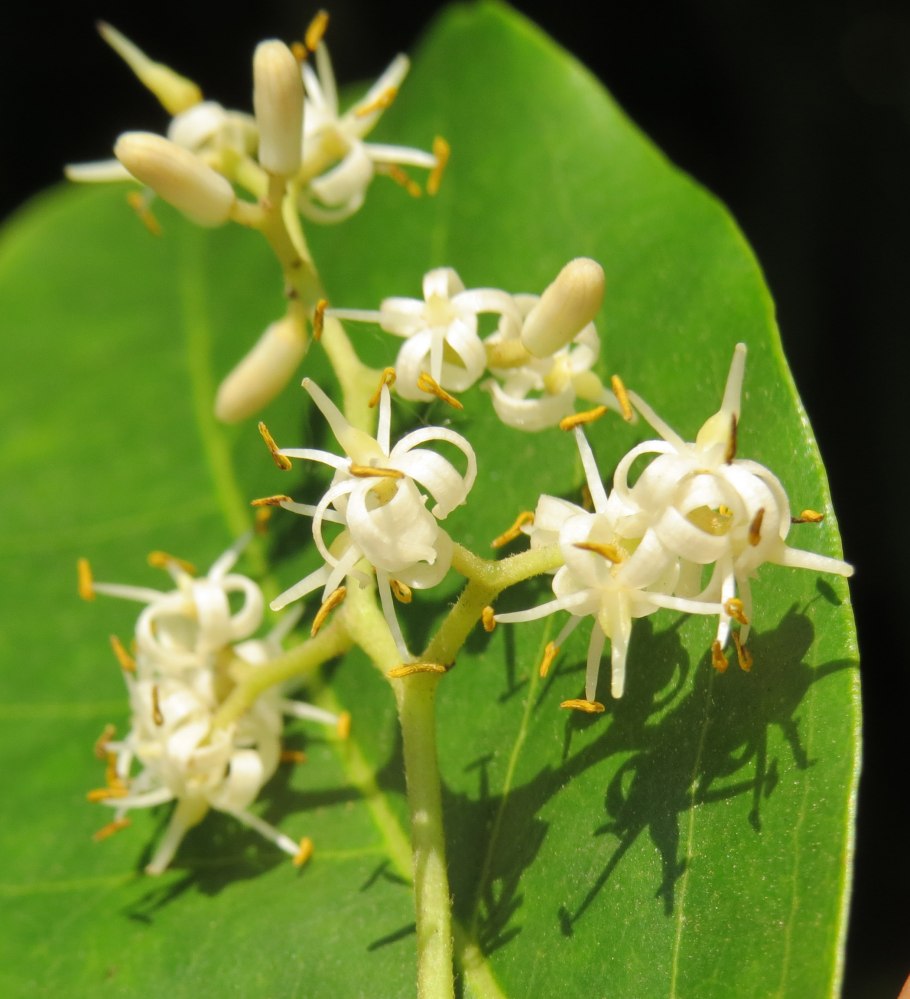 Цинометра стволоцветная дерево