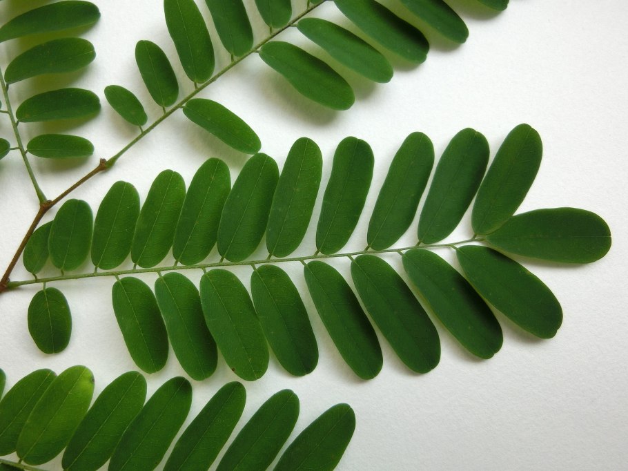 Клиантус пунцовый