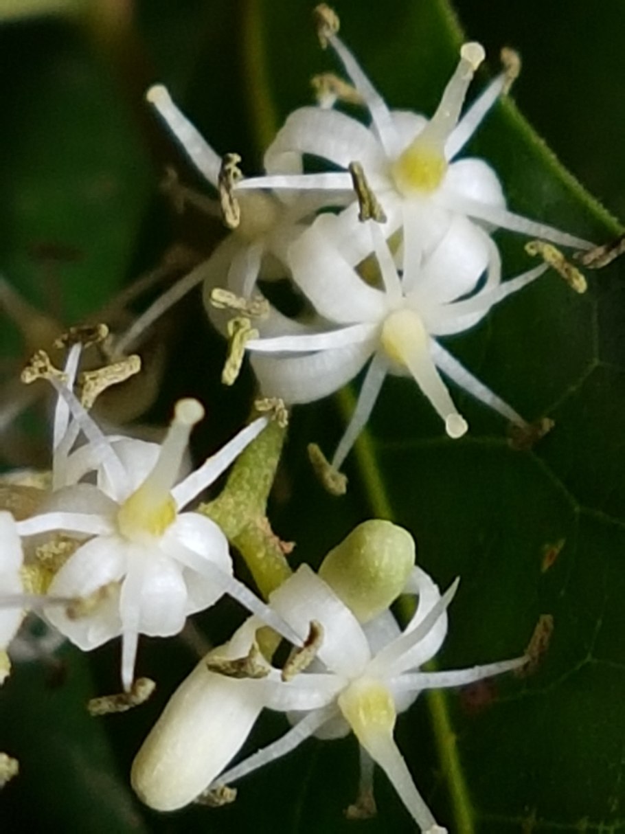 Дальбергия широколистная молодое растение