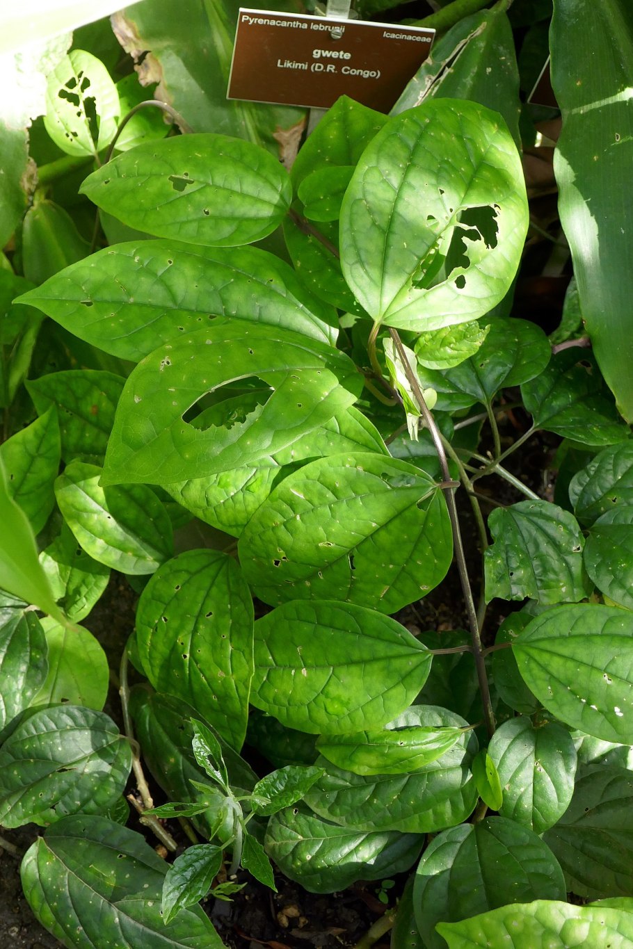 Dalbergia madagascariensis
