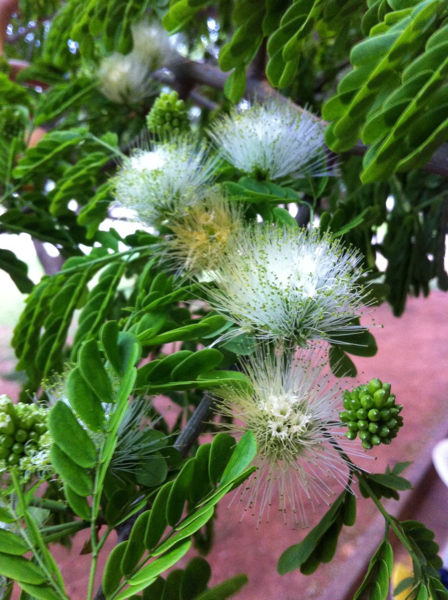 Вельш корги пемброк