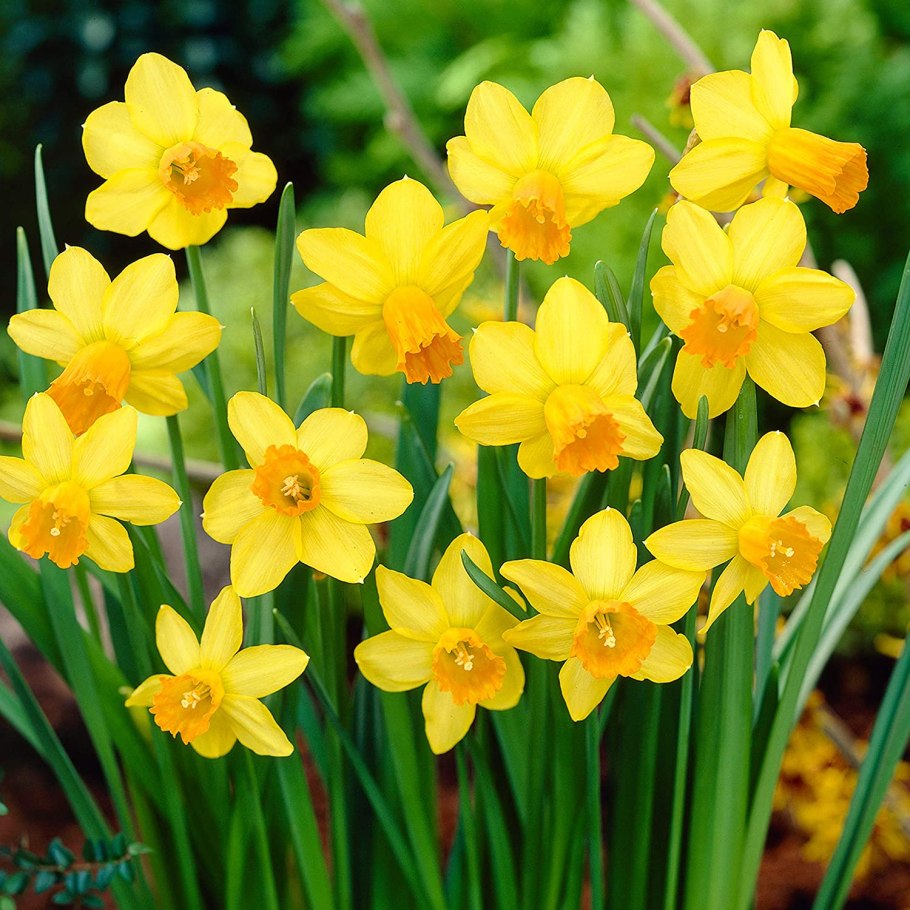 Narcissus cyclamineus