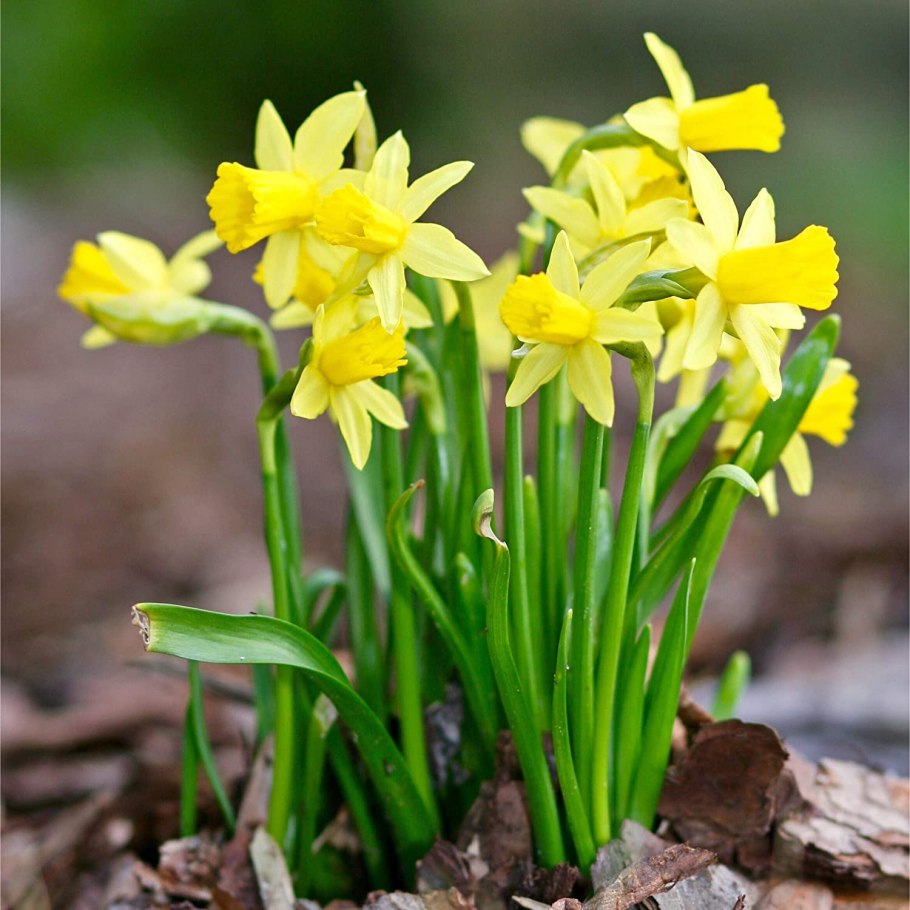 Narcissus cyclamineus