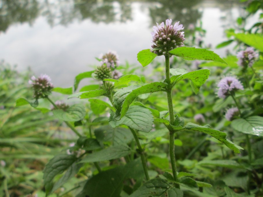 Мята мелкоцветковая – Mentha micrantha (Benth.) LITV.