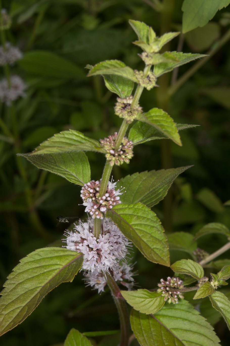 Mentha arvensis l.