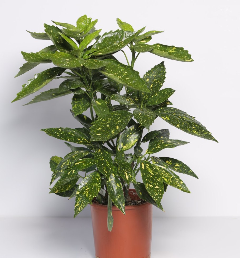 Аукуба Японика