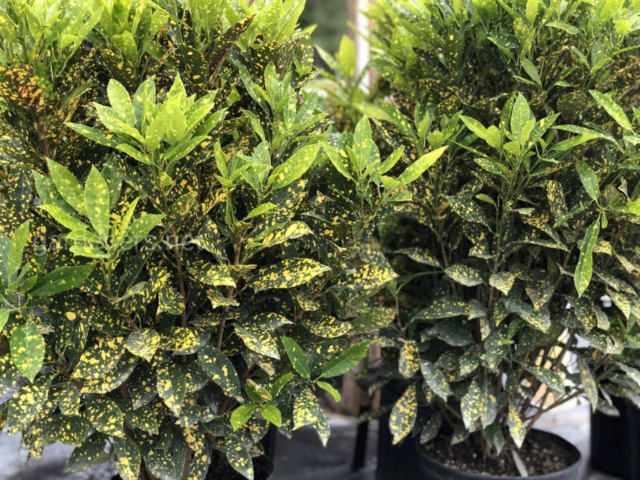 Кодиеум аукуба