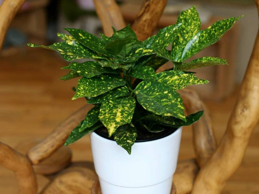 Аукуба гималайская