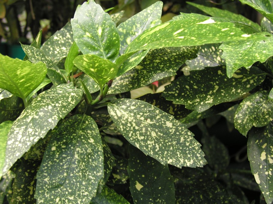 Аукуба Японика