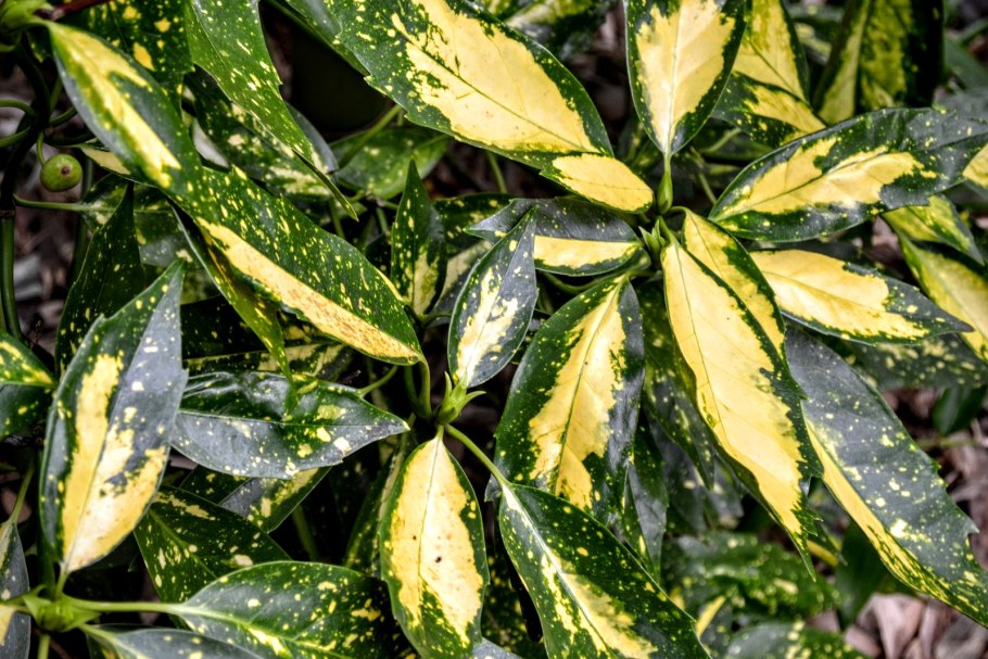 Аукуба Японика