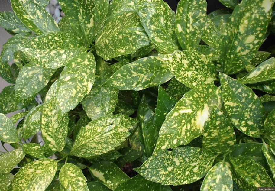 Аукуба гималайская