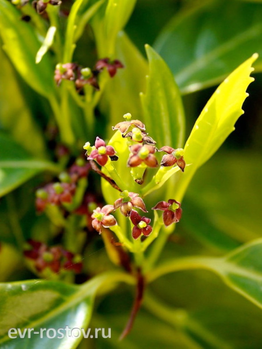 Аукуба Японика Вариегата