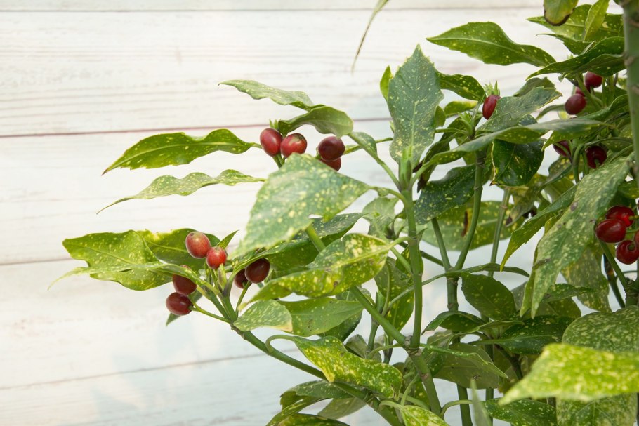 Аукуба японская Садовая