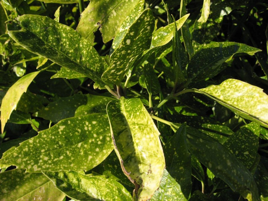 Аукуба кротонифолия