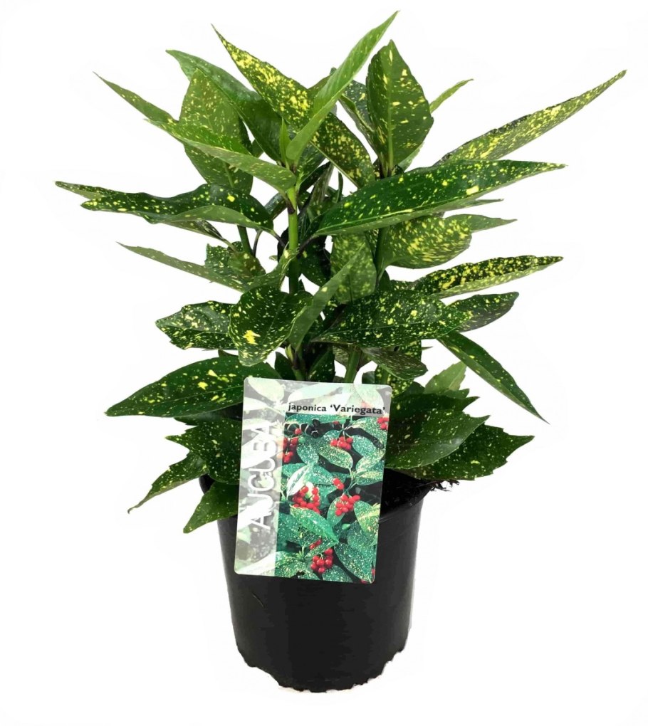 Аукуба Aucuba japonica