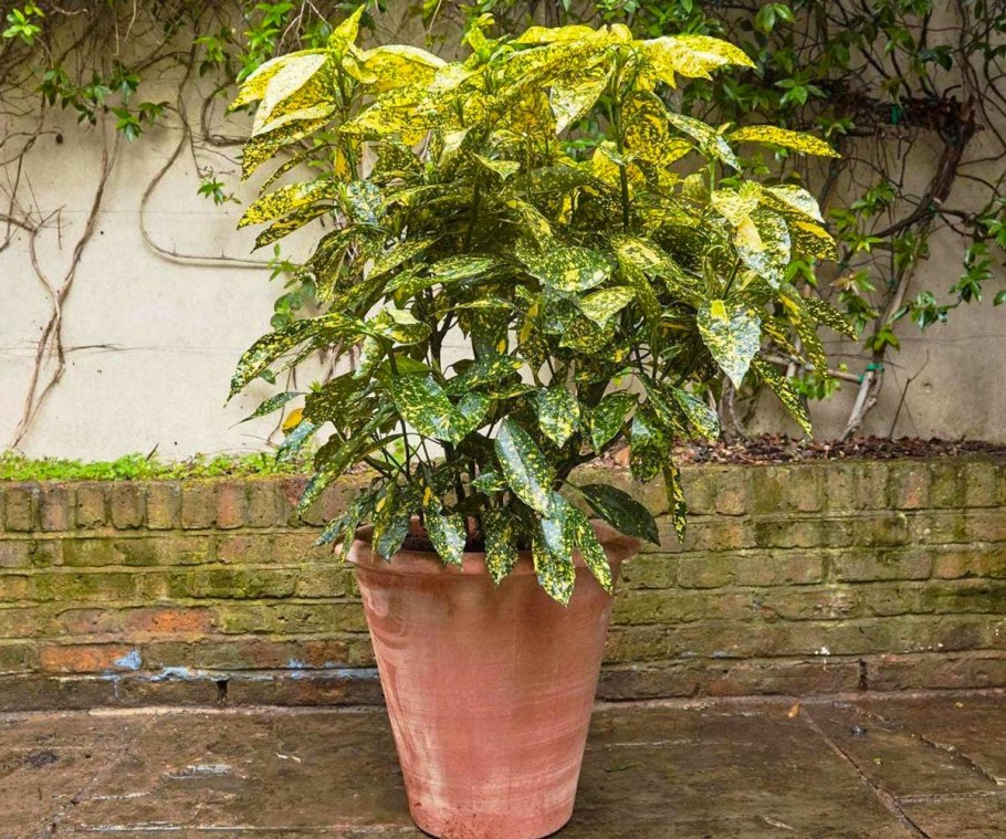 Аукуба гималайская