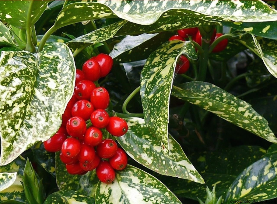 Аукуба Японика Вариегата