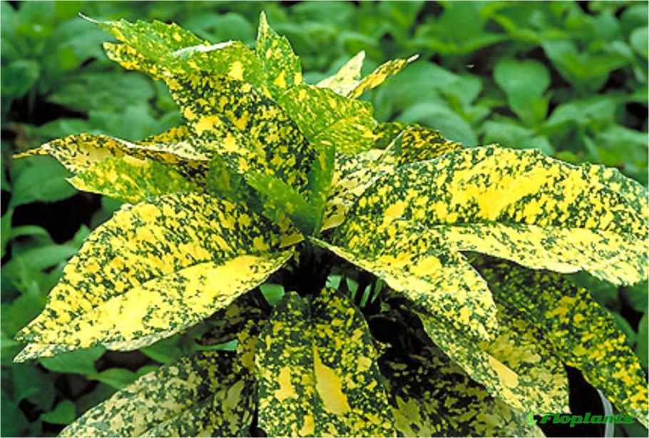 Фикус аукуба