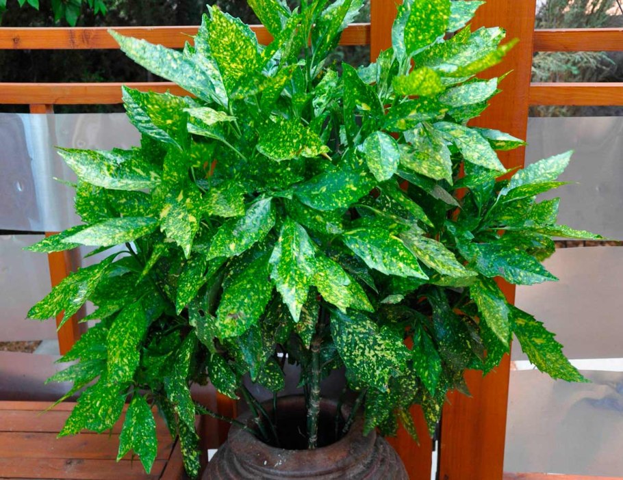 Аукуба японская Кротонифолия