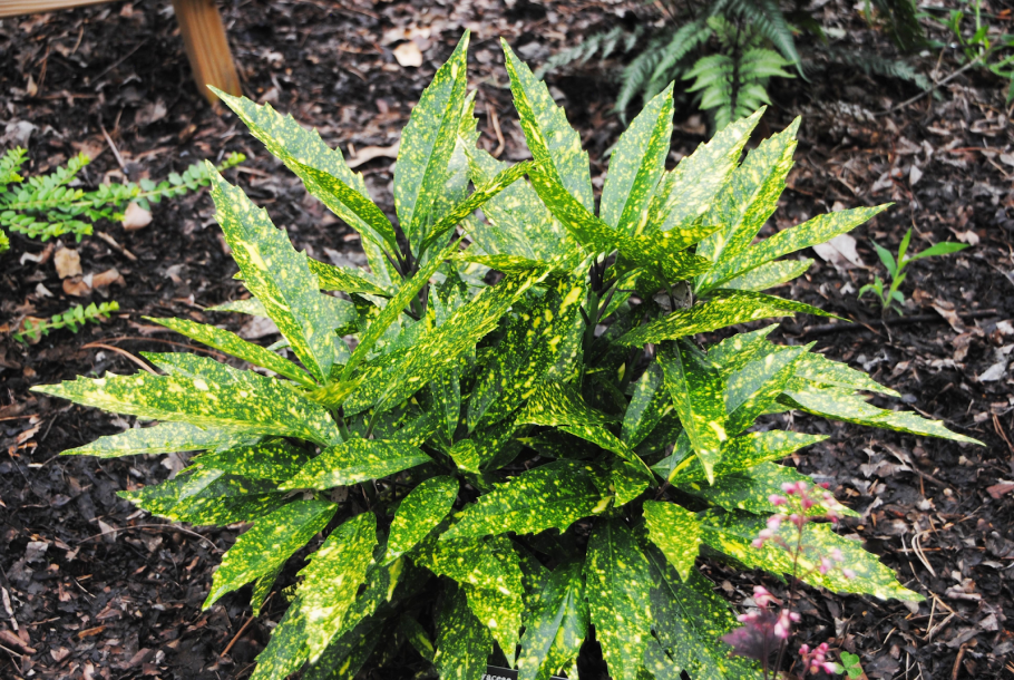 Аукуба гималайская