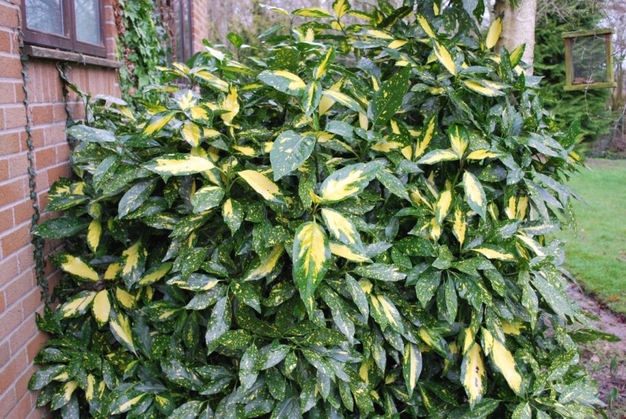 Аукуба Японика