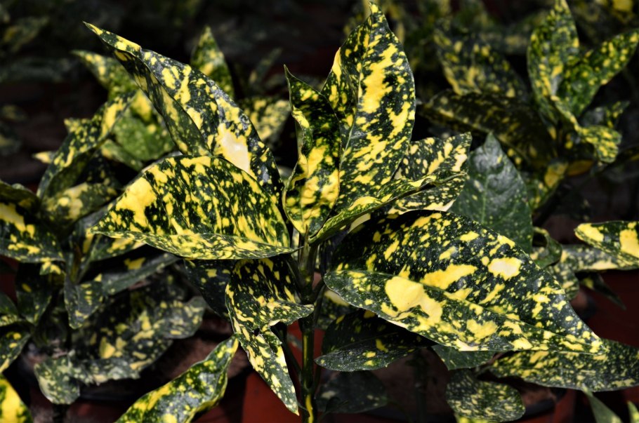 Аукуба Кротонифолия