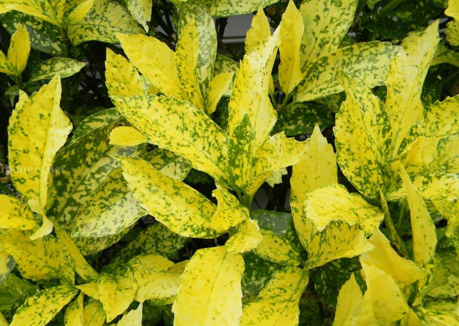 Кротон аукуба