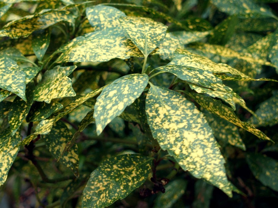 Аукуба японская вариегата