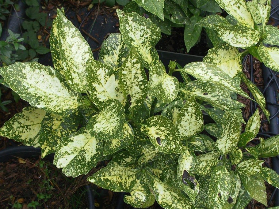 Аукуба Кротонифолия