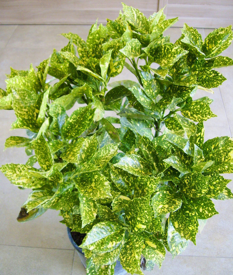 Аукуба Цветущая