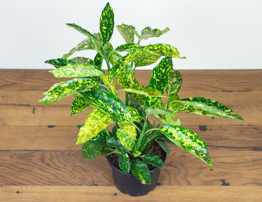 Аукуба японская Вариегата