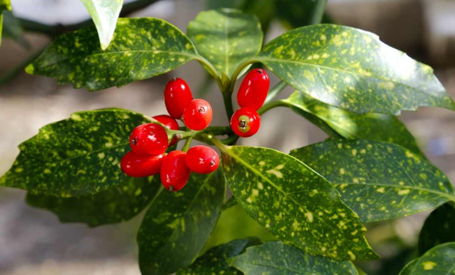 Аукуба Японика