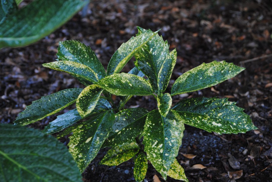 Аукуба золотое дерево