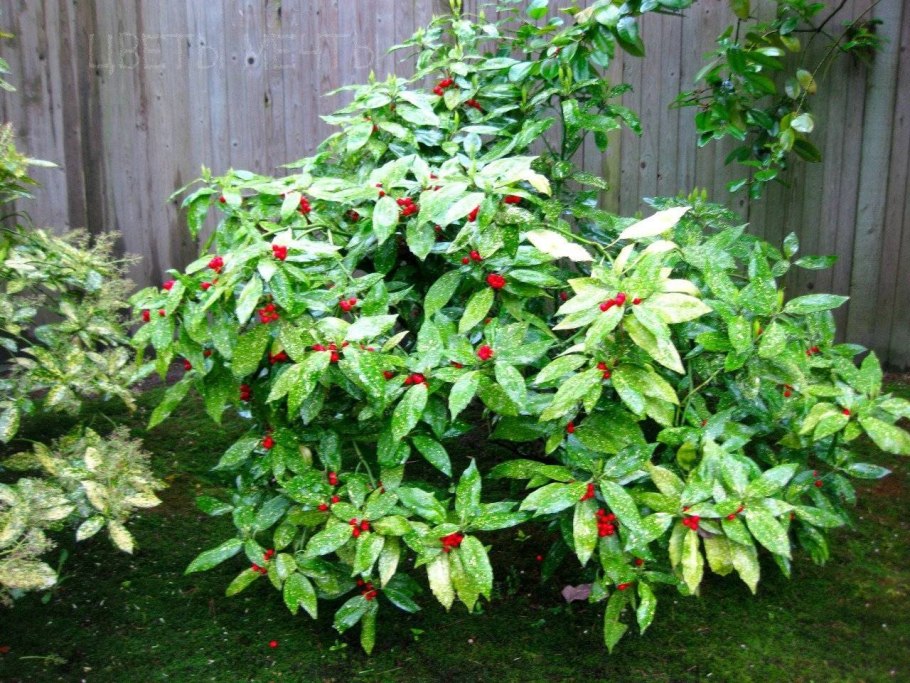 Аукуба Кротонифолия