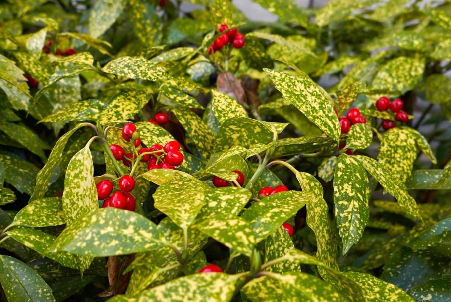 Аукуба японика