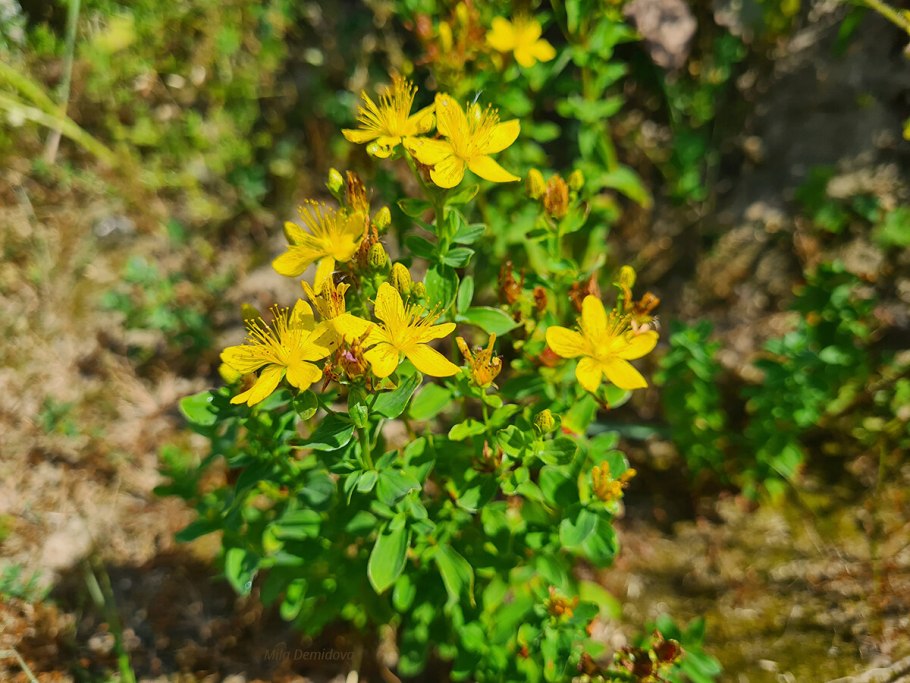 Зверобой трёхграннолистный